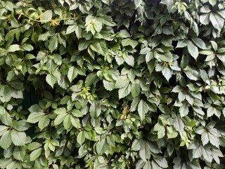 Fototapeta premium Five-leaf maiden grape
