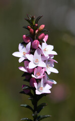 Fototapeta premium White flowers and pink buds of the Australian native Box Leaf Waxflower, Philotheca buxifolia, family Rutaceae, growing wild in heath in Sydney, NSW. Winter to spring flowering