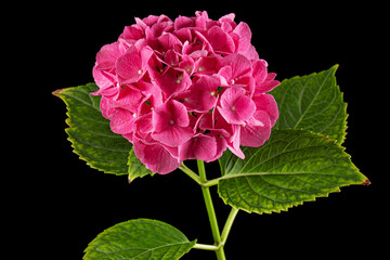 Fototapeta na wymiar Inflorescence of the pink flowers of hydrangea, isolated on black background