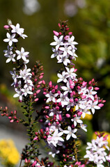 Fototapeta premium White flowers and pink buds of the Australian native Box Leaf Waxflower, Philotheca buxifolia, family Rutaceae, growing wild in heath in Sydney, NSW. Winter to spring flowering