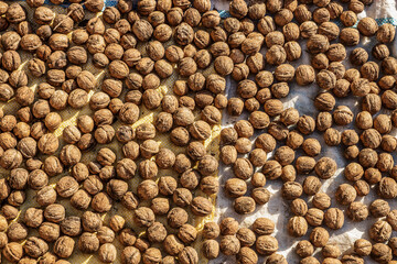 Walnuts collected in autumn in a village of Burdur province are dried.