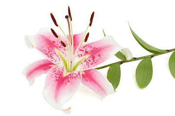 Big white-pink flower of lily, isolated on white background
