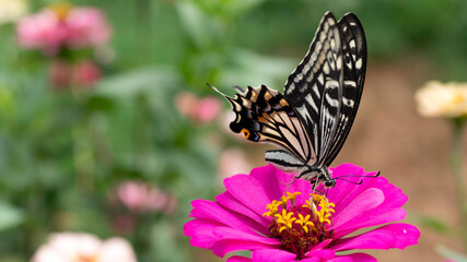 Naklejka na ściany i meble butterfly on flower