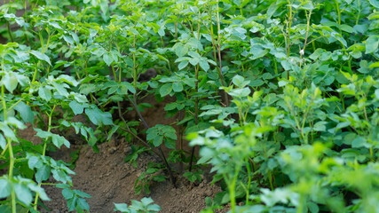 Young green sprouts of potatoes growing in rows on the soil.