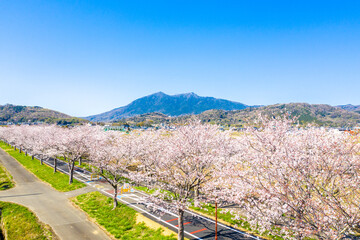Fototapeta na wymiar つくば霞ヶ浦りんりんロードの桜並木と筑波山 茨城県 サイクリングロード 