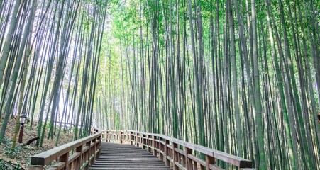 bamboo bridge in the forest