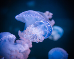 A group of blue jellyfish diving together.