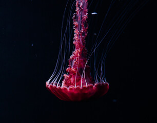 Giant red jellyfish diving down. © Nicolae