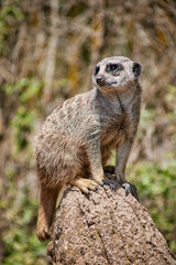 small Meerkat, latin Suricata suricatta, guard watching