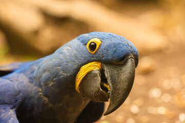 Portrait of a gorgeous hyacinth macaw parrot.