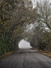 Obraz premium Martindale Tree Tunnel