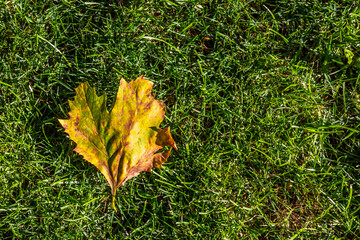 Yellow leaf on the grass. Fallen leaves. Autumn season.