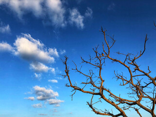 the branches without leaves on blue sky and white clouds ,natural background 