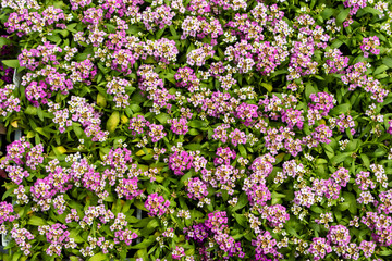 Close up of ground covering blossoming Lobularia maritima. Small flowering perennial plant with...