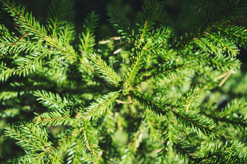 close up of pine needles