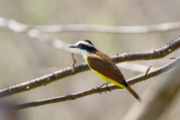 枝に止まって辺りをうかがうキバラオオタイランチョウ