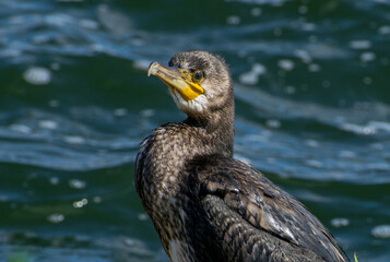 A large cormorant sits on the edge of a lake in the sun(portrait). Birds that live near the sea or lakes and feed on fish.