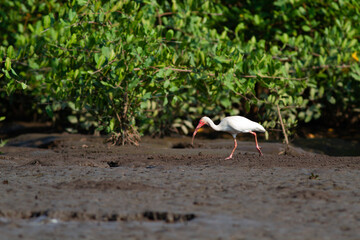 川岸の湿地帯を歩いて餌を探すシロトキ