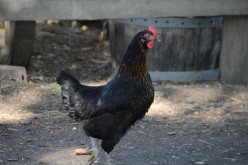 Dark Chicken, Fort Edmonton Park, Edmonton, Alberta