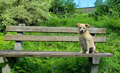Obraz premium Spaziergang mit Hund