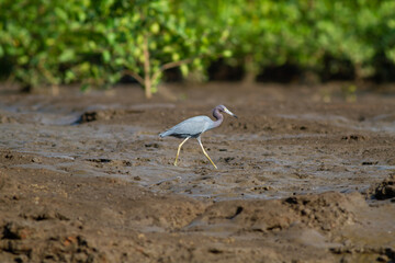 カララのタルコレス川の湿地帯を歩いて餌を探すヒメアカクロサギ