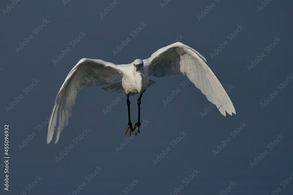 Sticker Little Egret (Egretta garzetta) flying across a lake at Ham Wall in Somerset, United Kingdom.