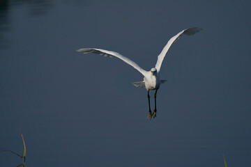 Little Egret (Egretta garzetta) flying across a lake at Ham Wall in Somerset, United Kingdom.