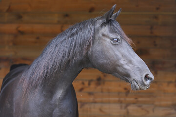 Closeup of a single purebred stallion