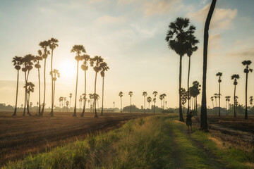 Fototapeta na wymiar photographer photo sugar palm farm at sunrise