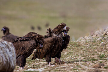 Cinereous Vulture (Aegypius monachus) perched on grass, standing in group.