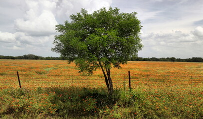 Paint Brush Flowers and Tree