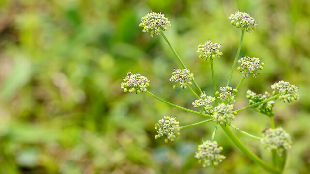 ドクニンジン Images Browse 7 Stock Photos Vectors And Video Adobe Stock