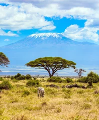Crédence en verre imprimé Kilimandjaro  Amboseli park, desert acacia