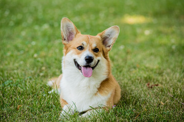 Portrait of Welsh corgi pembroke in the city park