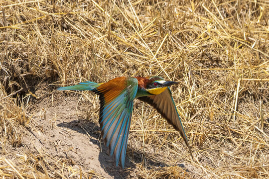 gruccione in partenza dal nido