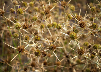 close-up shot of a dried thorn plant, selective focus