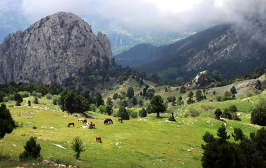Fototapeta na wymiar A mountain village house and wild horses in Antalya Bey Mountains