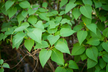 Lilac spring flowers bouquet purple background art design.