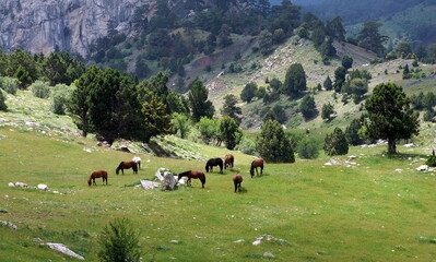 Fototapeta na wymiar A mountain village house and wild horses in Antalya Bey Mountains