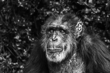 Portrait of a Western Chimpanzee
