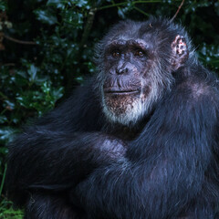 Western Chimpanzee folding its arms