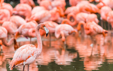Fototapeta na wymiar Flamboyance of flamingos