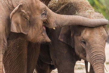 Close up of an Asian elephant pair