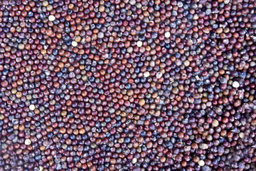 Old black beans of winged bean vegetable,Indonesian names 