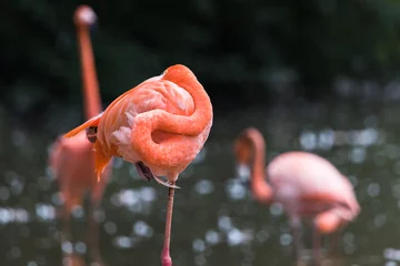 Fotobehang Caribbean flamingo standing on one leg © Jason Wells