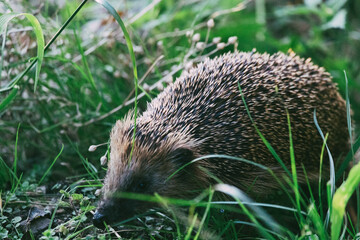 A Hedgehog in the long grass