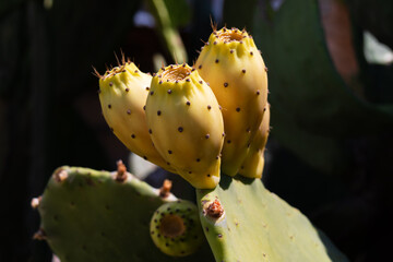 The prickly fruits of prickly pear close-up. Cactus opuntia with thorns on a dark background.