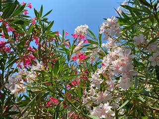 Oleander flower bush in tropical garden at summer day against blue sunny sky. Beautiful pink white oleander flowering shrub. 