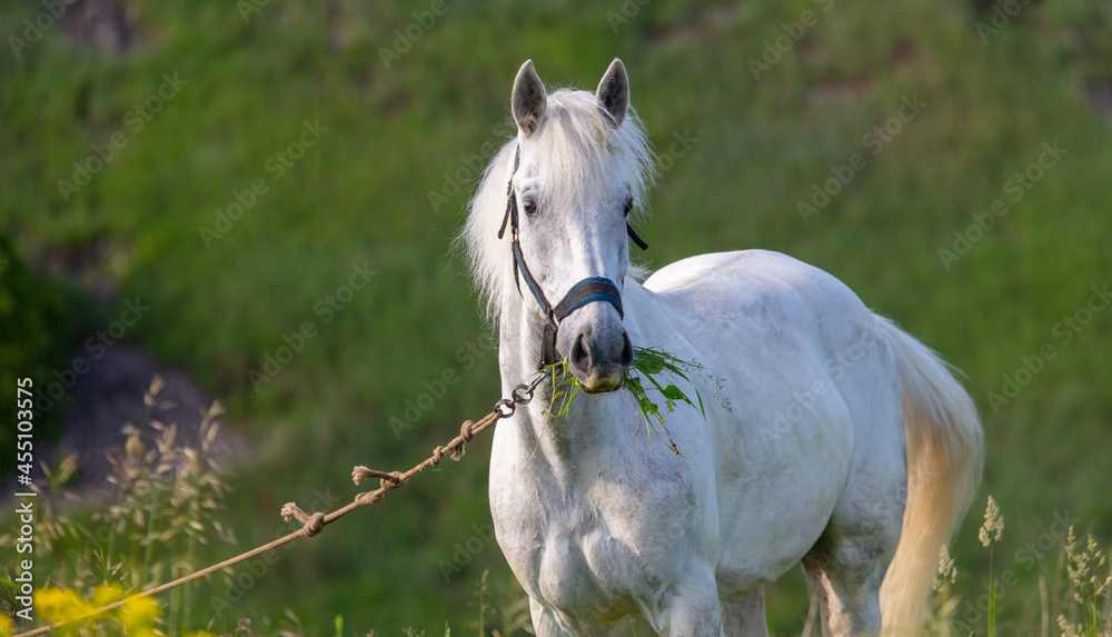 Sticker Horse portrait in summer pasture.