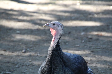 Head Of The Turkey, Fort Edmonton Park, Edmonton, Alberta